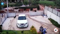 Video: ¡Furia animal! Una vaca atacó violentamente a una pastora y a los transeúntes