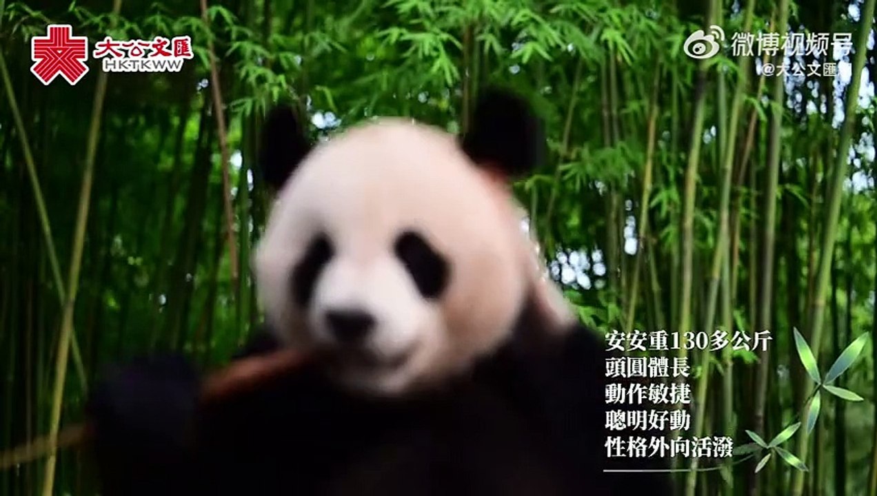 #新一对大熊猫9月26日启程赴港#