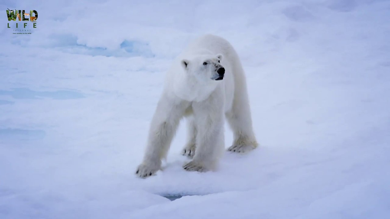 Adaptation - Wild Winter | Full episode | Nature documentary