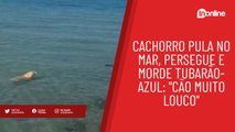 Cachorro pula no mar, persegue e morde tubarão-azul: 