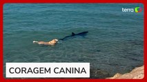 Cachorro pula no mar e morde cauda de tubarão na Espanha