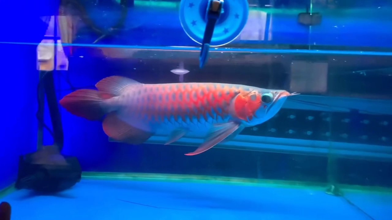 SUPER RED AROWANA ORNAMENTAL FISH FROM INDONESIAN KALIMANTAN