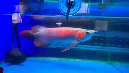 SUPER RED AROWANA ORNAMENTAL FISH FROM INDONESIAN KALIMANTAN