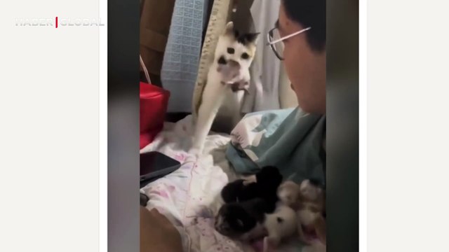 Yavrularını insan dostuna emanet eden anne kedinin görüntüleri izlenme rekoru kırdı