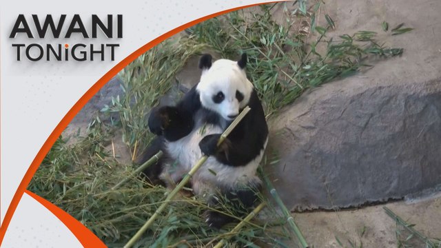 AWANI Tonight: Finland zoo returns giant pandas to China over cost