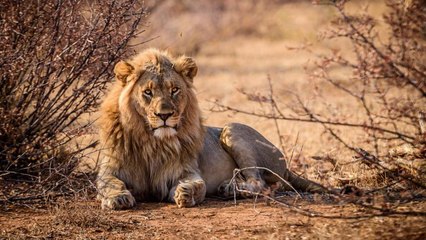 Sorpresivo fenómeno en Sudáfrica deja impresionantes registros de leones en la nieve