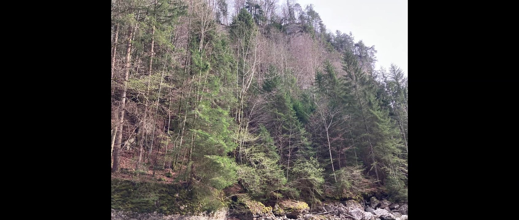Forêt suisse
