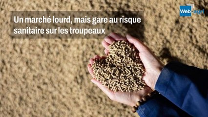 Quelles tendances sur le marché du tourteau de soja ?