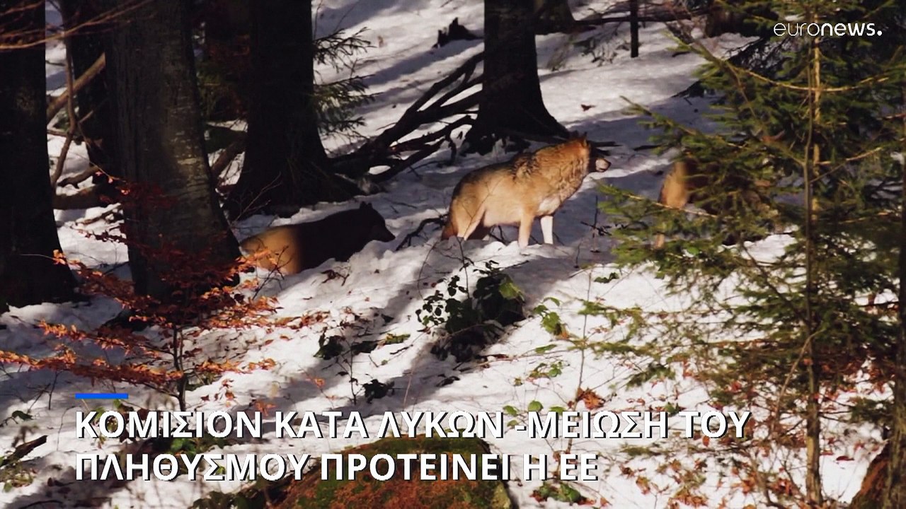 Οι λύκοι στο στόχαστρο καθώς οι κυβερνήσεις της ΕΕ συμφωνούν σε περισσότερο κυνήγι και θανάτωση