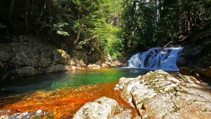 Âm nhạc thư giãn trị liệu với cảnh đẹp nhân gian - Những bí ẩn dưới tán cây rừng