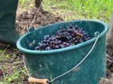 Vendanges : la cuvée 2024 s'annonce prometteuse - Reportage TL7 - TL7, Télévision loire 7