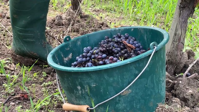 Vendanges : la cuvée 2024 s'annonce prometteuse