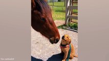 FUNNIEST GOLDEN RETRIEVER PUPPIES VIDEOS #55