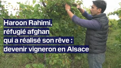 "J'avais cette passion un peu endormie depuis l'Afghanistan": réfugié, il est devenu vigneron en Alsace