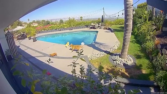 Tommy Lee’s wife saves dog from coyote’s mouth after animal snatches pet from home