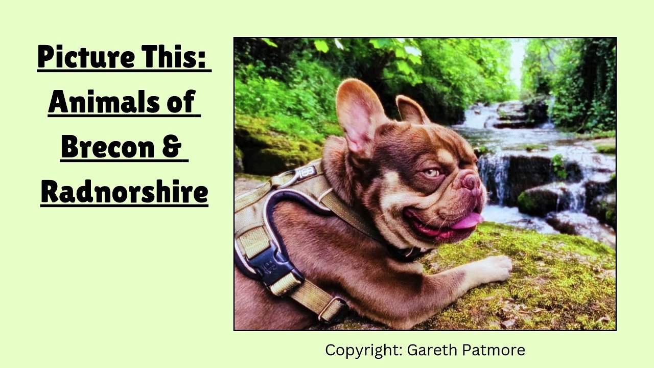 Picture This: Animals of Brecon & Radnorshire