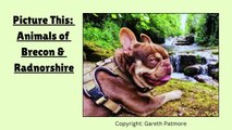 Picture This: Animals of Brecon & Radnorshire