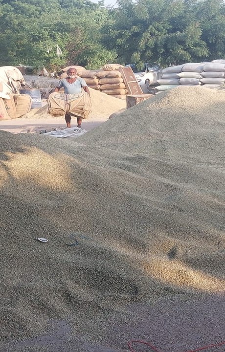 सौंफ के भावों में आए उछाल से आवक बढ़ी, काश्तकार उत्साहित