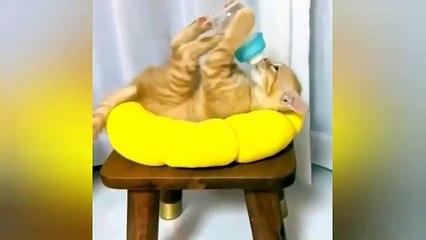  Funniest Cats and Dogs Videos  ||  Hilarious Animal Compilation Part No:16  #2024