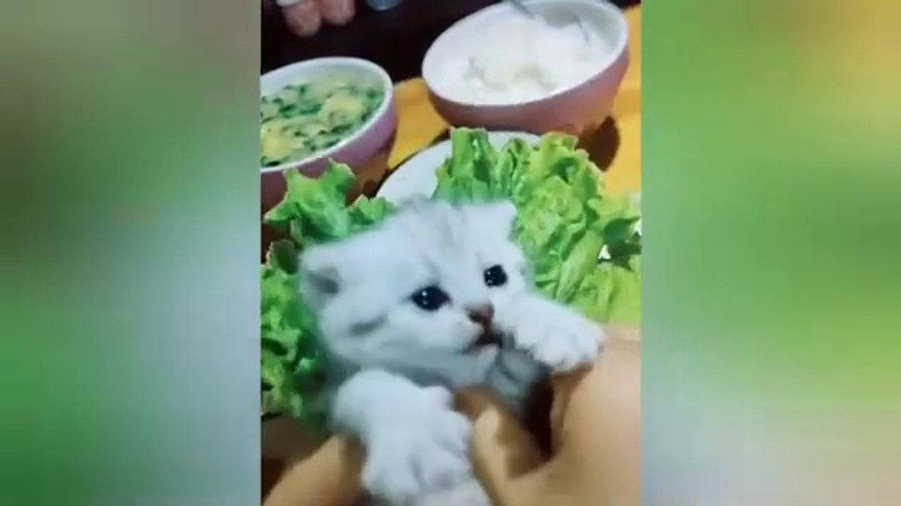  Funniest Cats and Dogs Videos  ||  Hilarious Animal Compilation Part No:17  #2024