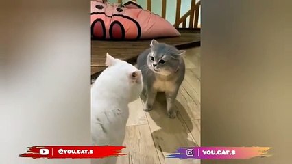  Funniest Cats and Dogs Videos  ||  Hilarious Animal Compilation Part No:20  #2024