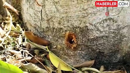 Bodrum'da Ağaçlara Zarar Verenler Tespit Edilecek