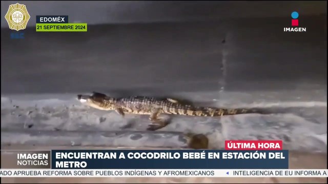 Aumentan las posibilidades del tráfico de animales tras el hallazgo de un cocodrilo en el Metro