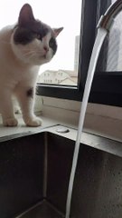 Curious Cat Tries to Touch Water from Kitchen Tank | Cute Cat Moments
