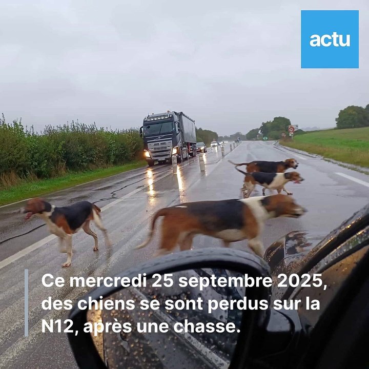 Des chiens de chasse sur la N12, dans le Perche