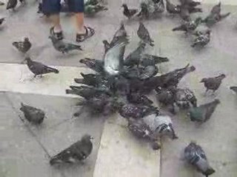 julien se fait larguer dessus par des pigeons :partie 2/2