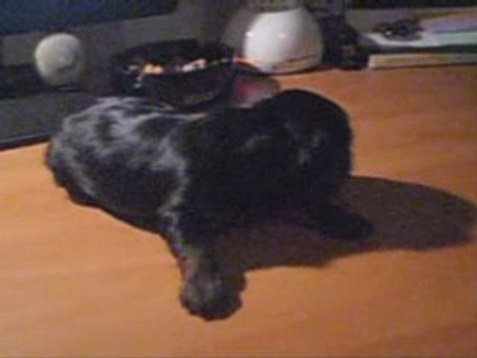 Voici un des chiot de bobo