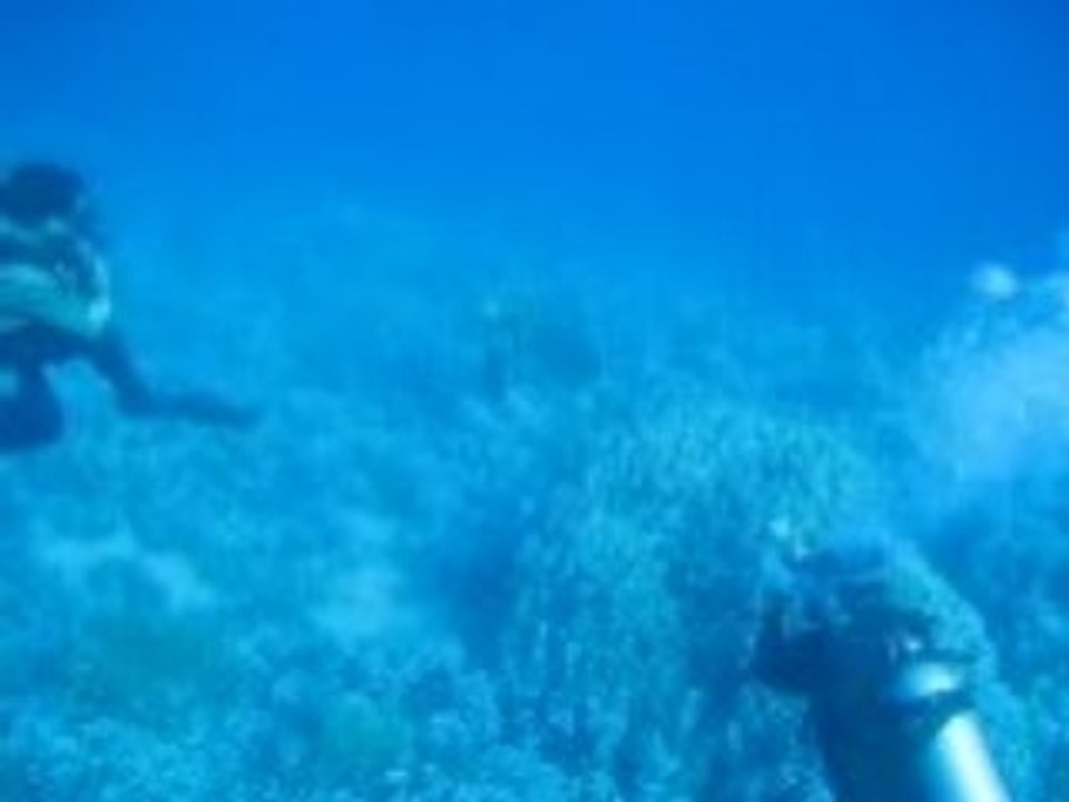 Tortue Egypte Hurgada