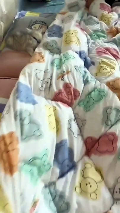 Petite boules de poils