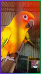 Yellowish Orange Tiny Budgies Love Birds #lovely