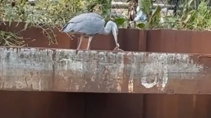 Close-up footage of heron preparing to eat a mouse after snatching it by the water