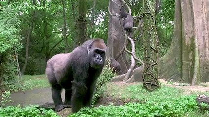 The Bronx Zoo debuts float in 2024 Macy’s Thanksgiving Day Parade