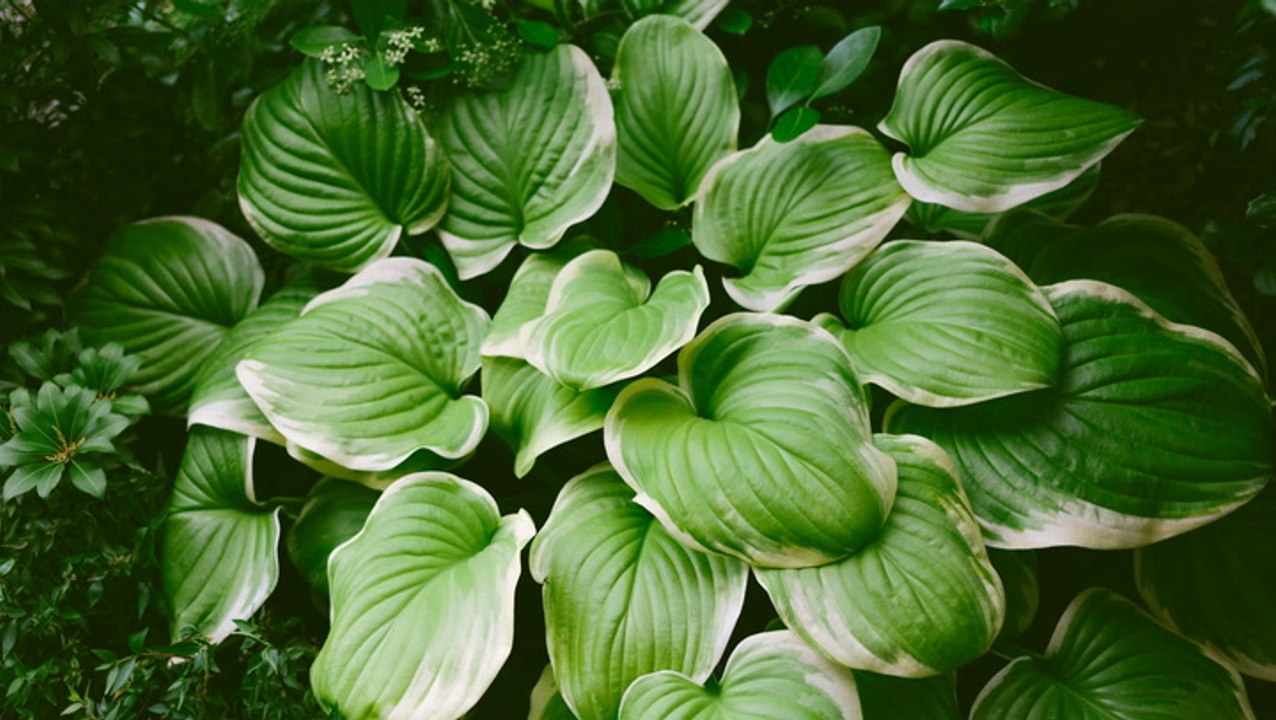 How and When to Cut Back Hostas in the Fall