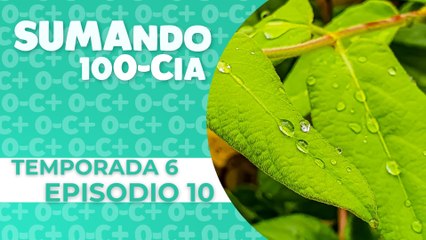 10 ¿Cómo Funciona la Fotosíntesis? Descubre el Proceso Fascinante 🌱