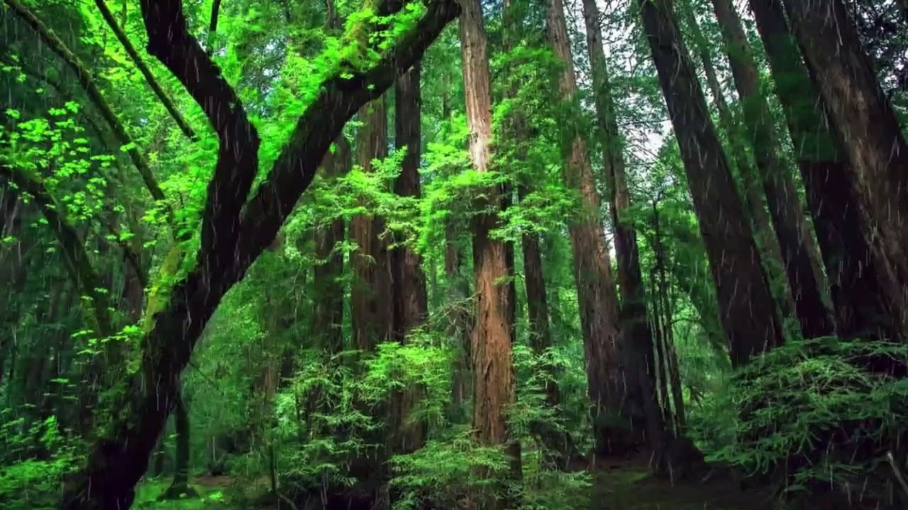 Relaxing Rainforest Rain and Thunderstorm Sounds for 2 Hours