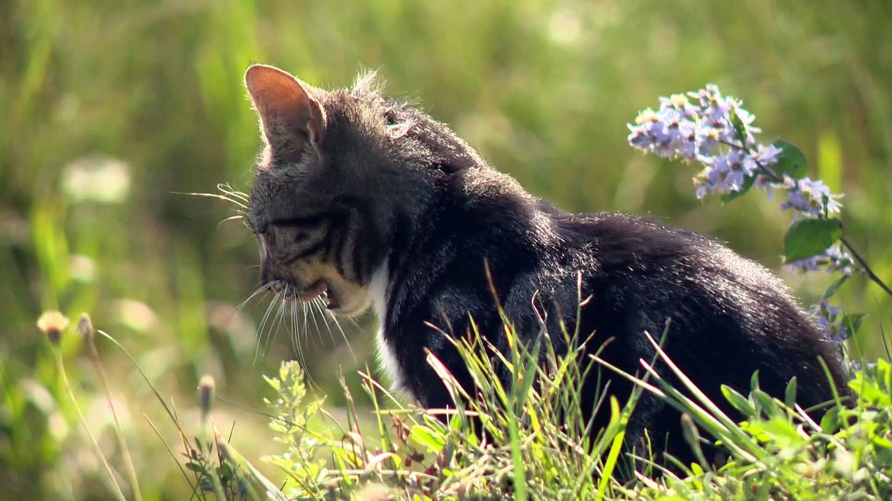 Chats errants : des citoyens et des organismes sonnent l'alarme