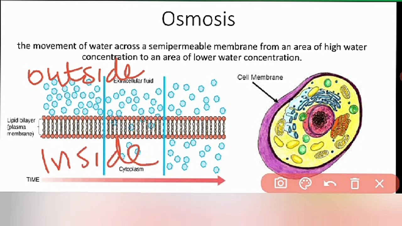 osmosis class 9 Biology in Urdu / in Hindi | Lec #21 | chp#4 | cells and tissues