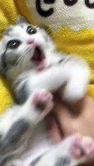 Cat videos cute cats kittens