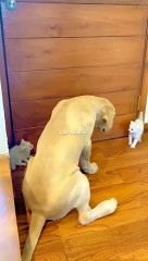Funniest Videos 2023   #131 #shortvideo #ytshorts  #shortscat