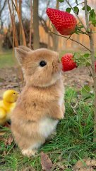 Cute rabbit  eating  strawberry animal video 2024