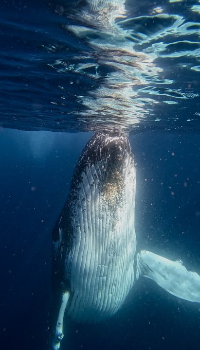 Whale encounters, Jervis Bay NSW | September 2024