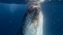 Whale encounters, Jervis Bay NSW | September 2024