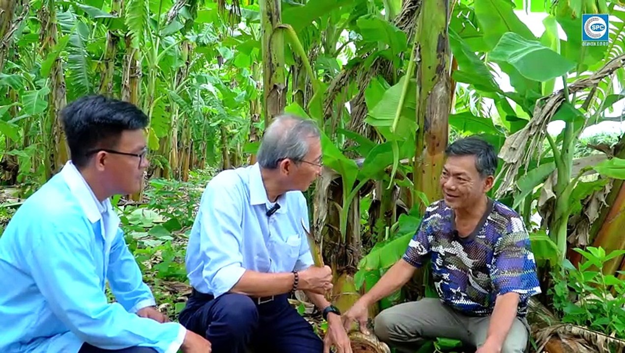 Chuyên gia SPC hướng dẫn cách Phòng trừ dịch hại tổng hợp trên cây Chuối Xiêm