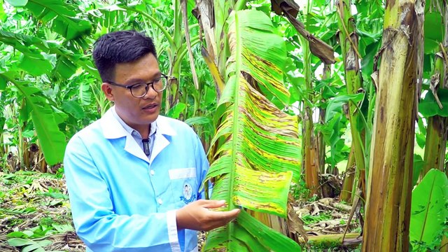 Bác Sĩ Cây Trồng SPC Chia sẻ cách Phòng trừ bệnh Thán thư - Đốm sọc trên cây chuối