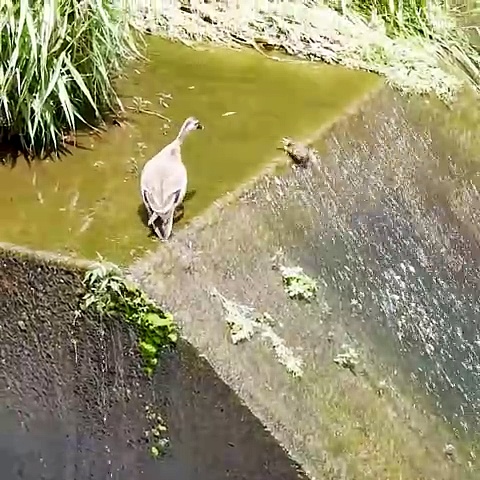 🦆wild duck family🐤