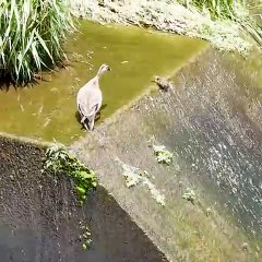 Seeing is believing [Amazing Animals] Baby Duck and Mother